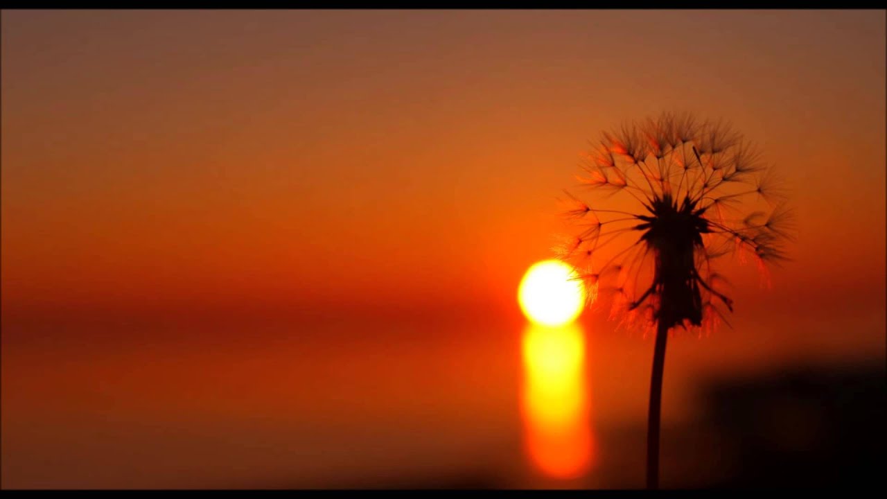 Cricket sounds of crickets chirping Relaxing summers evening noises tranquillity ambience relaxing