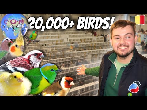 The World’s LARGEST Bird Show (20,000+ BIRDS!) COM Mondial 2026 