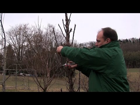 Schnittanleitung: Obst- Säulenbäume schneiden (Winterschnitt)
