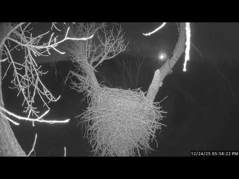 Great Horned Owl Attacks Bald Eagle at Nest | Nighttime Footage with Audio