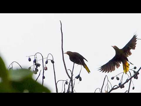 Oropendola Russet‐backed 154