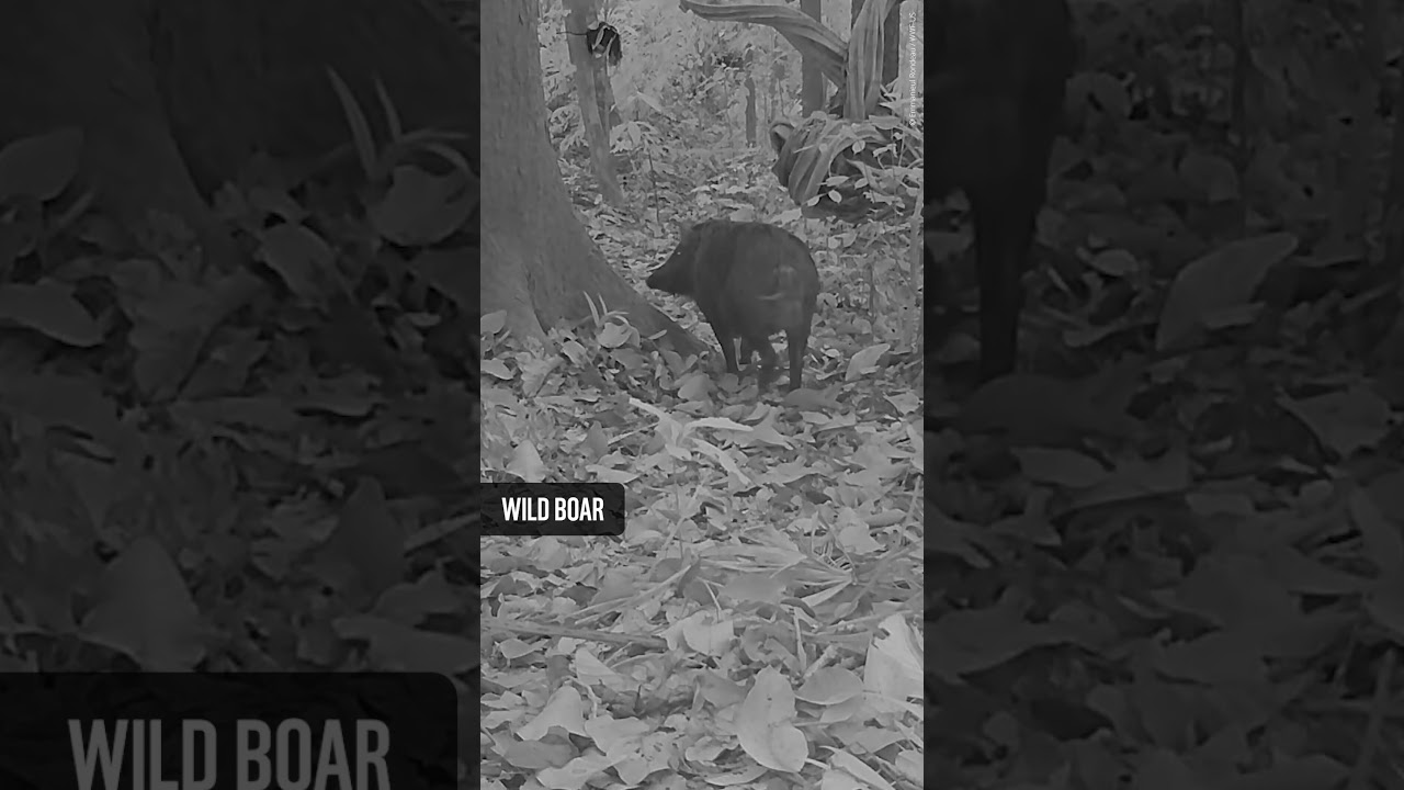 STOP 🖐️ and take a break in one of the world's oldest rainforests, and tiger habitat 📍North Malaysia