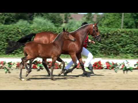 84 Dr. Snuggles Hengst v. D-Day AT - Vincent