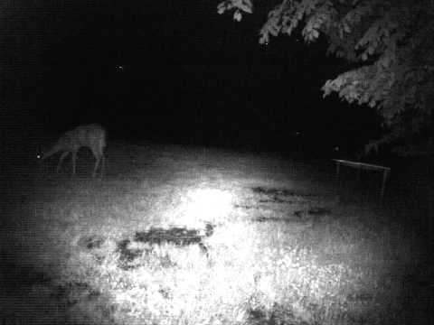 2011 05 25 2011 5 26 yard 083