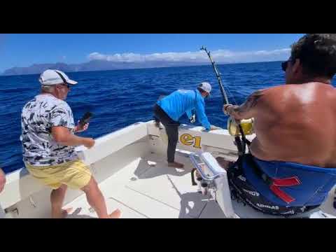 Blauwvintonijn - Cavalier & Blue Marlin Sport Fishing Gran Canaria