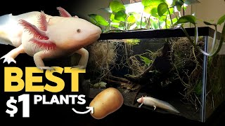 Axolotl Tank: SWEET POTATO as Nutrient Export?! 🍠 (Axolotl Tank - 5/31/2020)