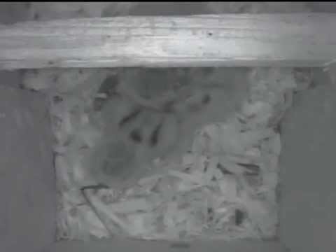 Baby Screech Owl Swallows a  Lizard