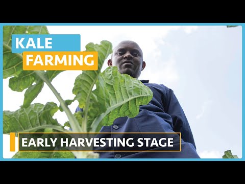Kale Farming Lesson 1 Introduction