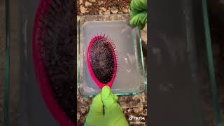 How to REMOVE hair build up from a hairbrush