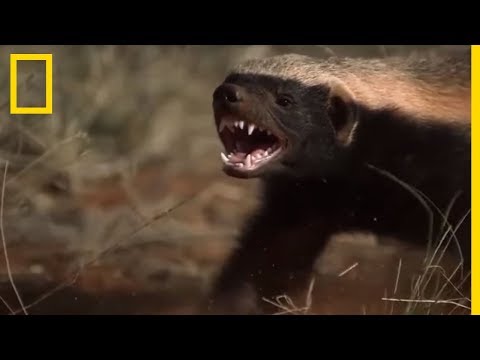 The honey badger attacks lions and African wild dogs