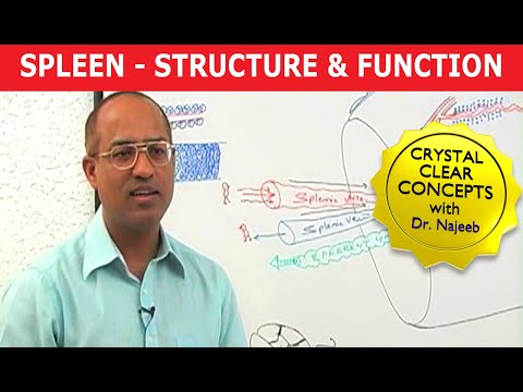 Spleen | Structure & Function