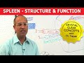 Spleen Structure Function