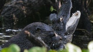 【貴重】Otters vs Alligator アリゲーターを捕食するカワウソ  ワニ