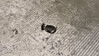 Download lagu The abandoned kitten was crawling forward aimlessly, so I brought him home and raised him with care mp3 Download lagu The abandoned kitten was crawling forward aimlessly, so I brought him home and raised him with care mp3