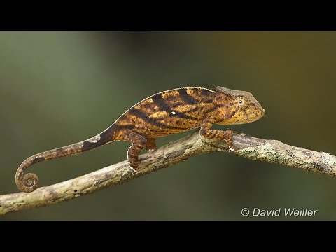 Is This Chameleon Moving One Limb Or Two Limbs At A Time?