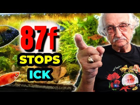 Cure Ick Quickly And Naturally!