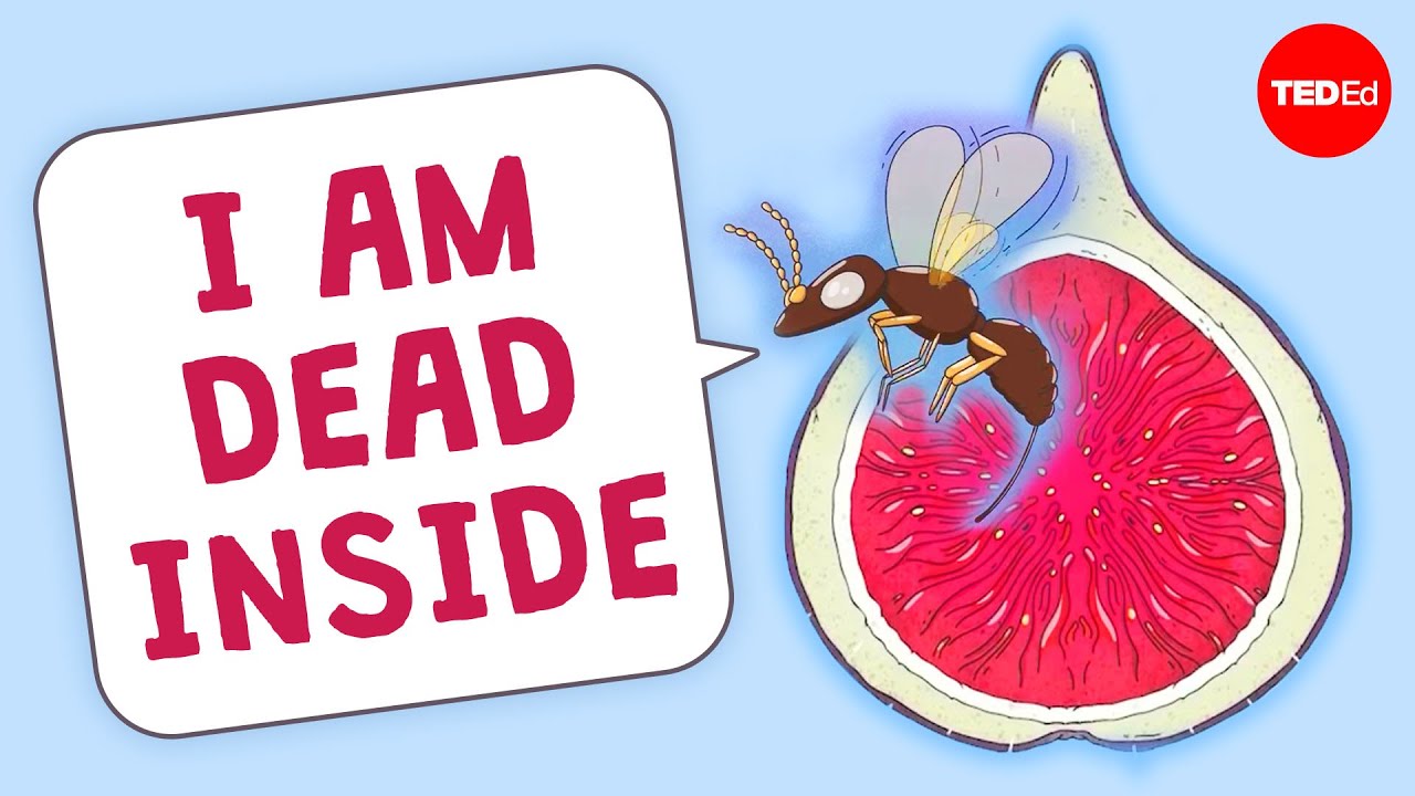Are there really dead wasps in figs? - Carolyn Beans
