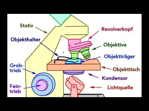 Mikroskop Aufbau (Bestandteile)