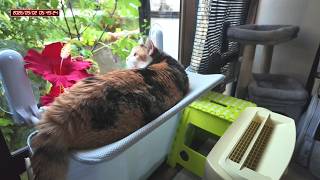 三毛猫フミちゃん  LIVE配信   2026年9月2日　calico cat　(LIVE stream)