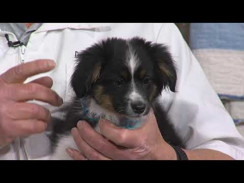 Pet Doctor: Ibuprofen Toxicity in Pets