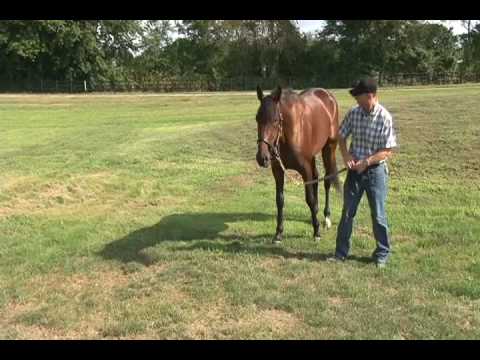 Hambletonian  Muscle Massive