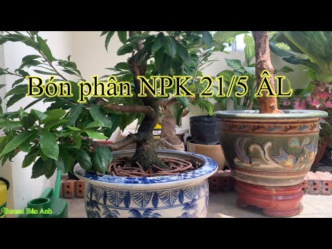 Tiếp tục bón phân NPK giúp cây mai đều tàn 21/5 ÂL