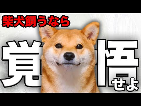 柴犬