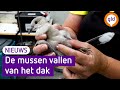 Aanhoudende droogte een groot probleem voor vogels.