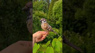 Tree Sparrow made of toilet paper rolls (mostly) 😃 #cardboard #diy #paperart #sparrow
