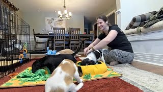 Cavalier Puppy Livestream: Snufflemat Fun & Craziness with the Big Dogs!