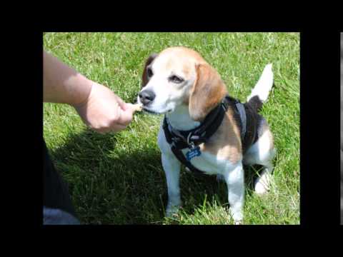 --Chester, an adopted Beagle in Spring Lake, NJ_image-1