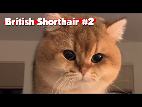 Golden British Shorthair #02 | Maple Cat | This is Cat