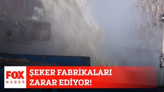 Şeker fabrikaları zarar ediyor! 7 Ağustos 2020 Gülbin Tosun ile FOX Ana Haber