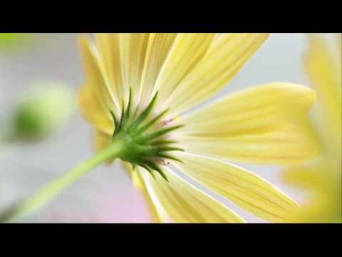 Antonio Vivaldi: Sonata for 2 violins & b.c. ad libitum in F major (RV 70)