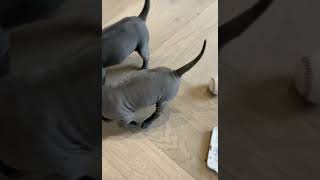 Video preview image #1 Thai Ridgeback Puppy For Sale in MANHATTAN, NY, USA