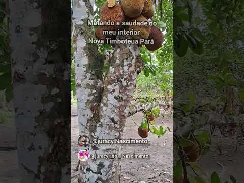 Nova Timboteua Pará #vlog #video #viral #brasil #humor #novatimboteuapará #pará