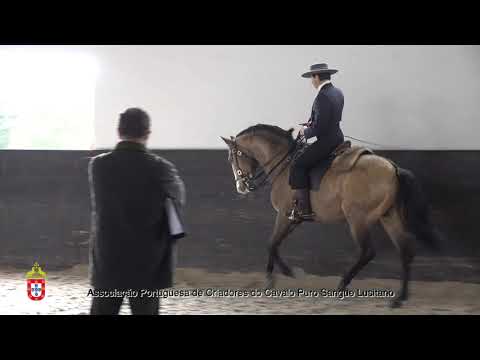 210203 14 Zimbro - Aprovação de Garanhões