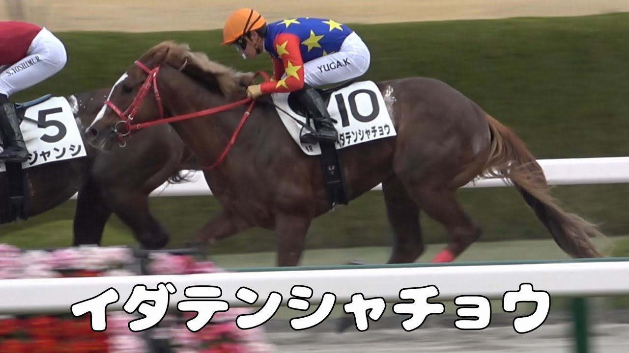 【現地撮影】2026年3月7日阪神競馬場6Rイダテンシャチョウ&川田将雅騎手11着