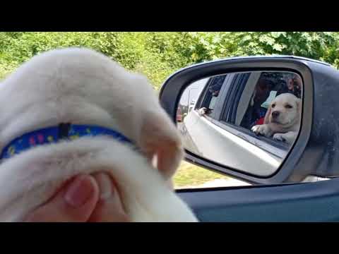 Labrador puppy 1st car ride 🤩🤩