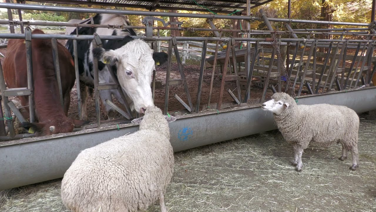 ヒツジ と ウシ (六甲山牧場) 2021年11月20日