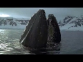Whales And Seals Devour BILLIONS Of Krill Blue Planet BBC Earth