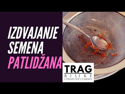 HOW TO SEPARATE EGGPLANT SEEDS?