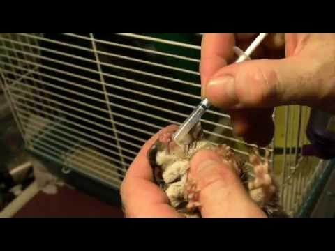 How to give Baytril medicine to a sugar glider