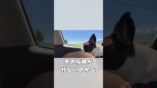 田園風景に思いふけるワンコ🌾 #vlog #frenchie #フレブル #田園風景 #shorts 　　　　　　　　"A dog pondering in the countryside"