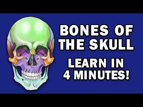 BONES OF THE SKULL - LEARN IN 4 MINUTES