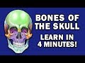 BONES OF THE SKULL - LEARN IN 4 MINUTES
