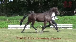 Video von Donaustrand