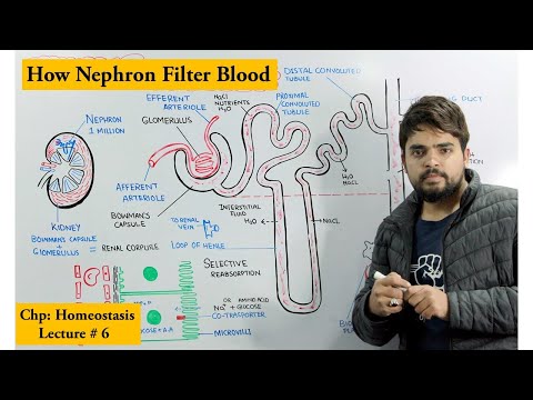 Structure and Function of Nephron
