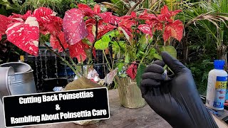 What I Do With My Poinsettias For The Rest of The Year