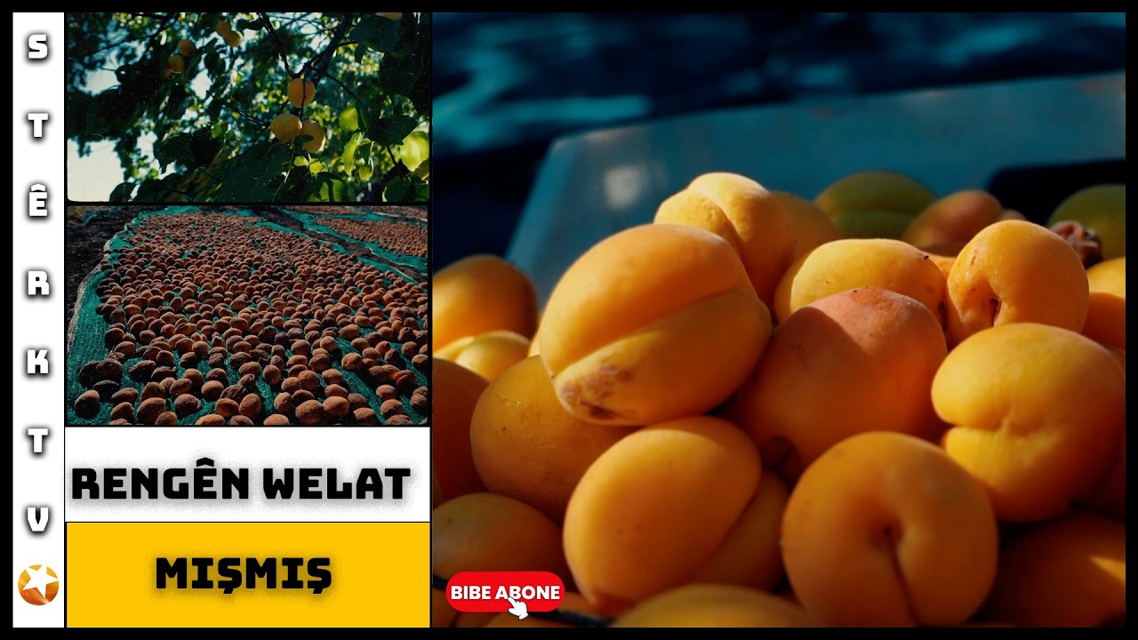 Rengên Welat - Mişmiş